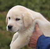 成都黑黄色＜拉布拉多犬纯种幼犬出售＞导盲犬 寻回猎犬健康