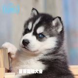 纯种西伯利亚雪橇犬宠物狗纯种哈士奇幼犬出售 中型犬短毛狗狗