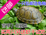 乌龟活体巴西彩龟红耳龟情侣龟宠物水陆招财龟一只7-8厘米 包邮