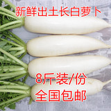 白萝卜8斤装新鲜蔬菜无公害有机种植大长白萝卜炖肉解油韩国萝卜