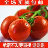 亦花忆草  樱桃番茄种子 阳台四季播种 秋冬季蔬菜种子 番茄种子