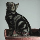 【幼猫待售】CFA美国短毛猫银虎斑标准蝴蝶斑 DD 4个月找新家