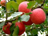 正宗新疆阿克苏水果脆甜大苹果阿克苏冰糖心红富士苹果10斤起包邮