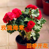 盆栽植物 玫瑰海棠花苗 四季开花 重瓣玫瑰海棠花 带花苞发货包邮