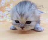 【可售】金吉拉波斯猫公猫包子脸纯种猫活体DD弟弟长毛幼猫