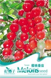 樱桃番茄/珍珠小番茄/小西红柿/圣女果种子紫衣仙女 简单易种