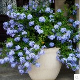 蓝雪花苗盆栽 多年生花开不断 蓝色花 庭院阳台植物 攀援花卉包邮