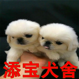出售纯种京巴犬/北京狗/活体宠物狗狗北京犬幼犬/家庭犬小型犬82