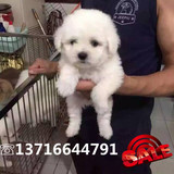 白色贵宾泰迪幼犬宠物狗狗出售 纯种迷你茶杯玩具泰迪犬