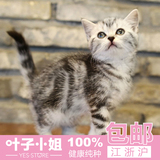 韩城犬业宠物活体猫咪纯种美国短毛猫标斑虎斑美短加白立耳幼猫2