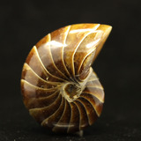 马达加斯加 玉化鹦鹉螺化石 动物化石 菊石diy饰品矿物化石收藏10