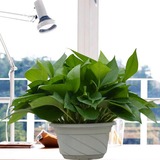 广州佛山绿萝小盆栽 去除甲醛办公室内桌面 绿色植物创意绿植花卉