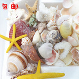 包邮千克超足多种天然海螺贝壳海星珊瑚套餐鱼缸水族箱装饰造景素