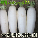 韩国白玉春进口白萝卜种子高端地栽白萝卜种子 蔬菜种子春季种