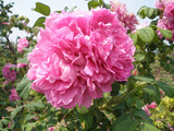 香水玫瑰【大马士革】玫瑰花、玫瑰小苗. 盆栽花卉千叶玫瑰