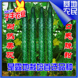 津奥61黄瓜种子20克春夏秋露地种植优质黄瓜清香高产青瓜蔬菜种子