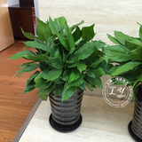【实物拍摄】1米万年青盆栽 中大型绿植室内客厅植物 限送上海