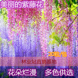 紫藤种子 美丽的紫藤花种子 黄藤/白藤花卉种子 当年新摘的树种
