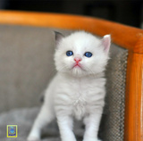 蓝家布偶猫CFA登录注册幼猫蓝双色海豹双色重点色山猫双sold