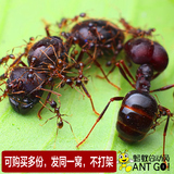 蚂蚁世界 工坊 宠物活体 另类宠物奇珍异宠全异巨首蚁1后1000工
