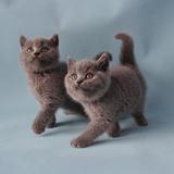 广东广州英国短毛猫幼崽蓝猫宠物猫纯种英短猫猫宠物猫活体公