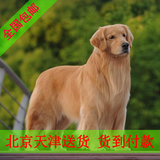 赛级纯种金毛犬 幼犬出售货到付款包邮宠物狗北京天津送货上门N01