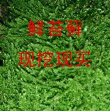 青苔藓 蝴蝶兰专用土  盆景装饰  青苔水苔压宿干水苔保湿营养土