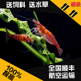 樱花虾 火焰虾 除燥虾 观赏虾/活体 樱花米虾双11疯促销 限量20只