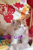 特价加菲猫扁脸猫异国短毛猫宠物猫活体红白梵花虎斑纹纯白加菲猫
