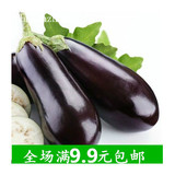 紫长茄 茄子种子 阳台四季播种 秋冬季蔬菜种子 原装彩包30粒