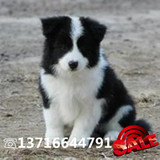 北京边境牧羊犬出售 纯种边牧幼犬 最聪明的宠物狗狗 中型犬
