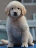 上海出售金毛狗 金毛幼犬出售 金毛宠物狗狗 纯种家养金毛 可上门
