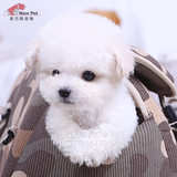 凌空犬业 韩国纯种奶白奶油色泰迪茶杯幼犬宠物狗狗活体出售N189