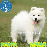 出售澳版萨摩耶幼犬宠物狗 北京纯种萨摩耶犬雪橇犬免费送货