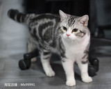 美国短毛猫银虎斑加白种公杰克配种借配起司猫活体美短宠物小猫咪