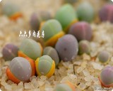 六六多肉-种子【Gibbaeum comptonii 10粒+】藻铃玉属 小盆栽种子