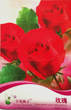 景观盆栽花卉种子 红玫瑰花种子批发 爬墙围栏 玫瑰种子鲜花四季