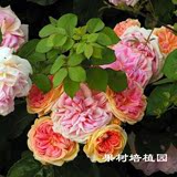进口欧月种子 赛蔷薇月季玫瑰花阳台盆栽花卉种子四季易种50粒