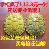 宠物巴西乌龟红耳龟黄金发财龟一对6-10cm/活体/包邮/送专业龟粮