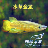 观赏鱼 活体 热带鱼 黄金鳉 水草金龙  中小型热带鱼活