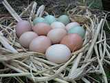 骆马湖农家新鲜土鸡蛋草鸡蛋笨鸡蛋柴鸡蛋 纯天然 可批发保证正宗