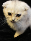 宠物猫咪专业繁殖纯种中型 渐成 色英短折耳 宝宝棕色眼