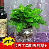 水培绿萝吊兰吊篮盆栽花卉植物整套创意办公室办公桌绿植桌面北京