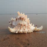 天然贝壳海螺超大千手螺菊花螺14-15cm创意礼物拍摄道具摆件婚礼