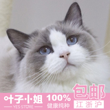 韩城犬业 宠物活体小猫咪 双色奶油色海豹色蓝眼布偶猫 幼猫幼崽1