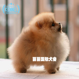 茶杯俊介犬适合家养 超小型哈多利系球体博美犬纯种幼犬狗狗出售