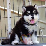 巨型阿拉斯加雪橇犬纯种幼犬出售赛级黑色十字架宠物狗家养送货