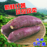 农家新鲜红薯紫薯香薯 黄心番薯山芋小香薯小红薯地瓜 5斤装包邮