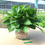水培绿萝 盆栽绿植室内花卉 水养绿萝+玻璃瓶 净化空气去甲醛植物