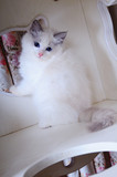 cfa注册美貌赛级蓝白双色布偶猫ragdoll 小公主